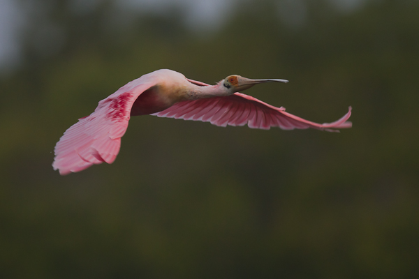 Roseate Spoonbill - Florida 2011