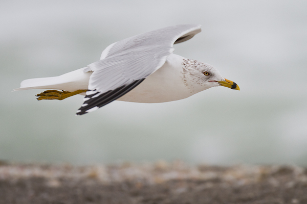 Ring-billed Gull - Florida 2011