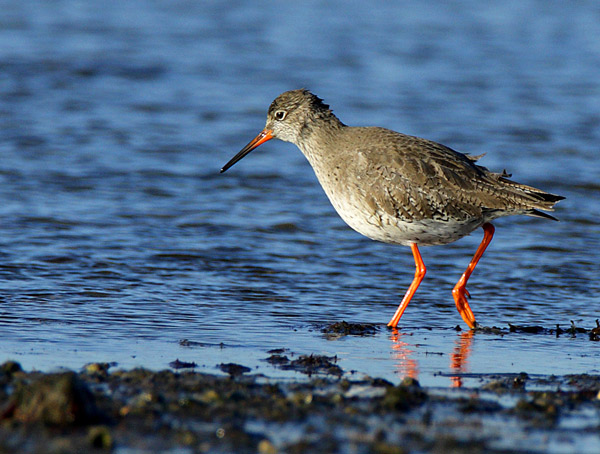 Redshank - Birds - Wild