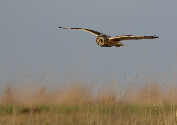Short Eared Owl - Birds - Wild