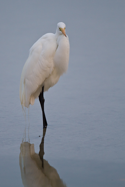 Great Egret - Florida 2011