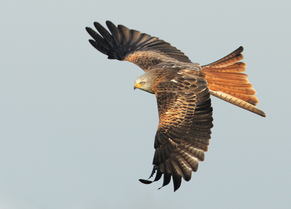 Red Kite - Birds - Wild