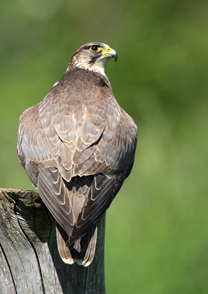 Saker Falcon - Birds  -  Captive