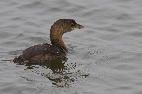 Pied Billed Grebe - Florida 2011