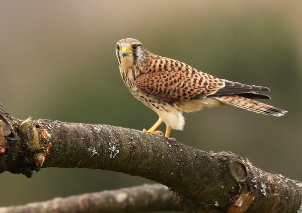 Common Kestrel - Birds - Wild