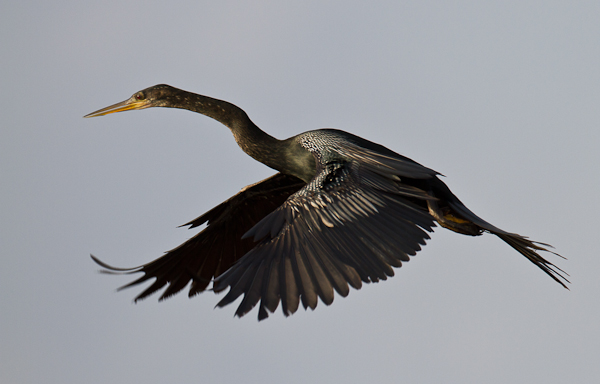 Anhinga - Florida 2011