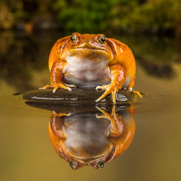 Tomato Frog - Close up