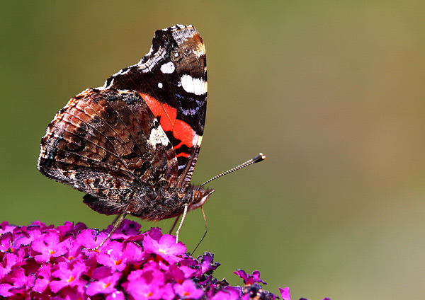 Red Admiral - Close up
