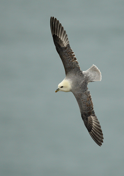 Fulmar - Birds - Wild