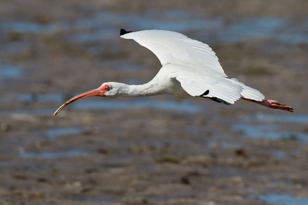 White Ibis - Florida 2011