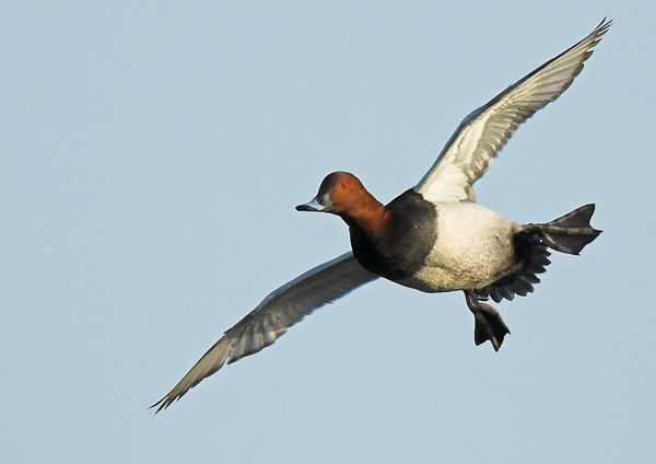 Flying Pochard - Birds - Wild