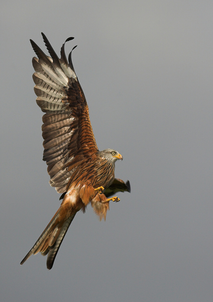 Red Kite - Birds - Wild