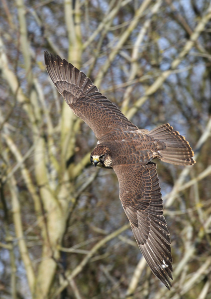Saker Falcon - Birds  -  Captive
