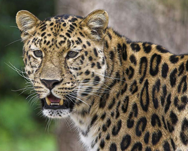 Leopard - Nature & Animals
