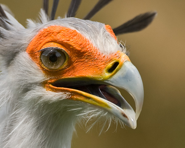 Secretary Bird - Birds  -  Captive
