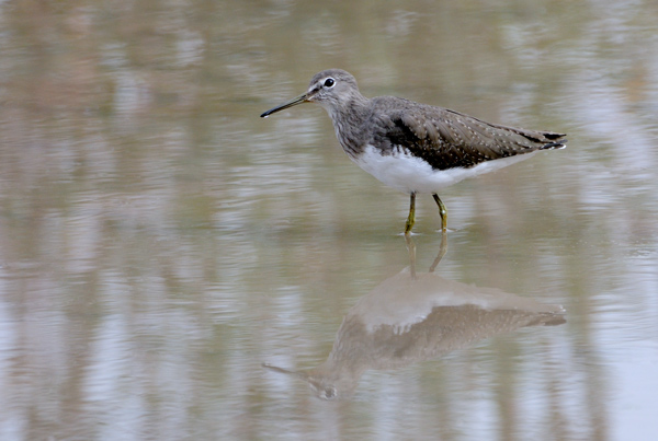 Spotted Redshank - Birds - Wild