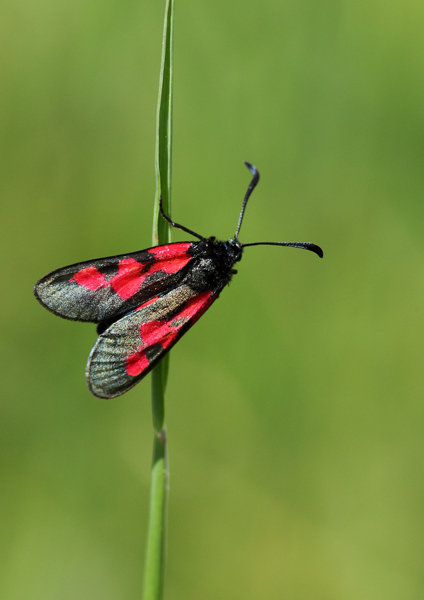 Five-Spot Burnet - Close up
