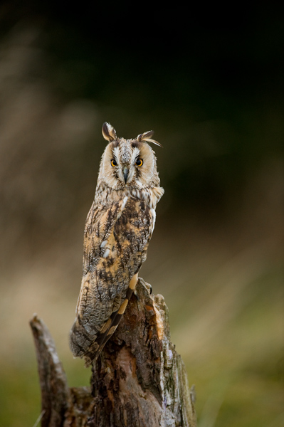 Long Eared Owl - Birds  -  Captive
