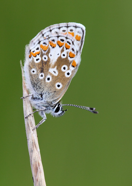 Brown Argus - Close up
