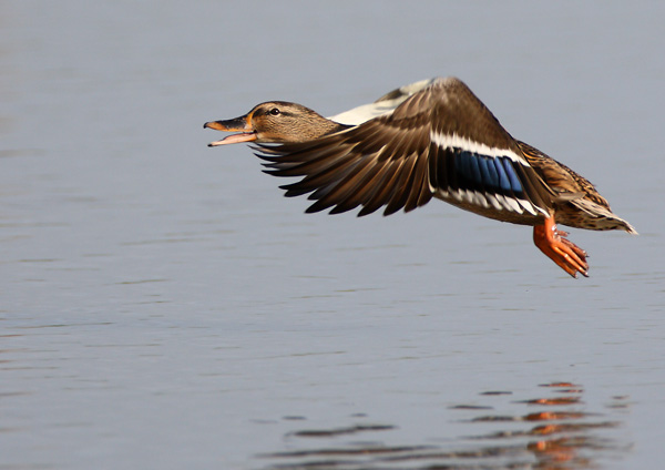 Mallard - Birds - Wild
