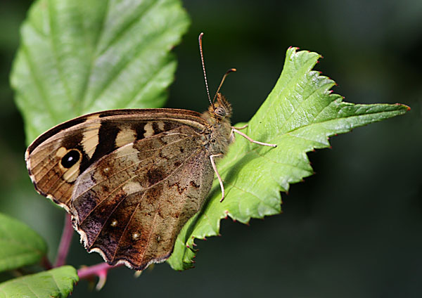 Speckled Wood - Close up