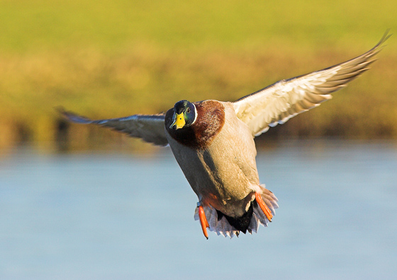 In coming Mallard - Birds - Wild