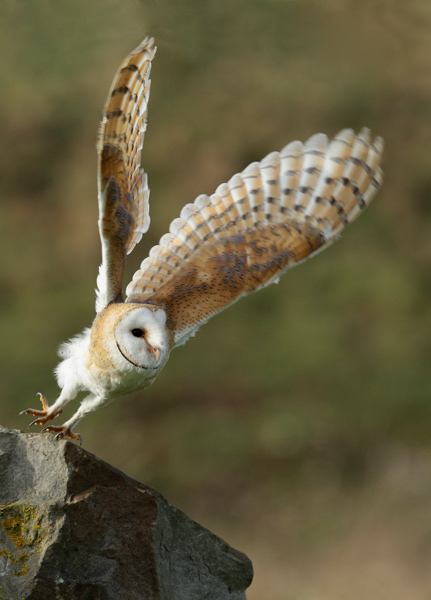 Barn Owl - Birds  -  Captive