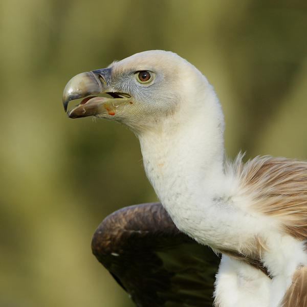 Griffon Vulture - Birds  -  Captive