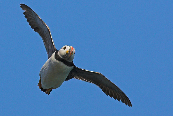 Puffin - Birds - Wild