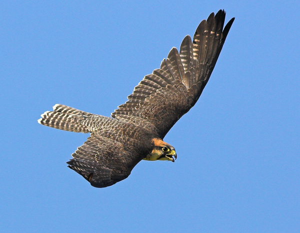 Lanner Falcon - Birds  -  Captive