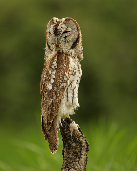 Tawny Owl - Birds  -  Captive