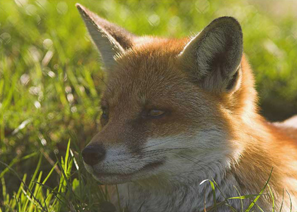 Fox - Nature & Animals