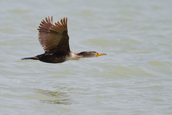 Cormorant - Florida 2011