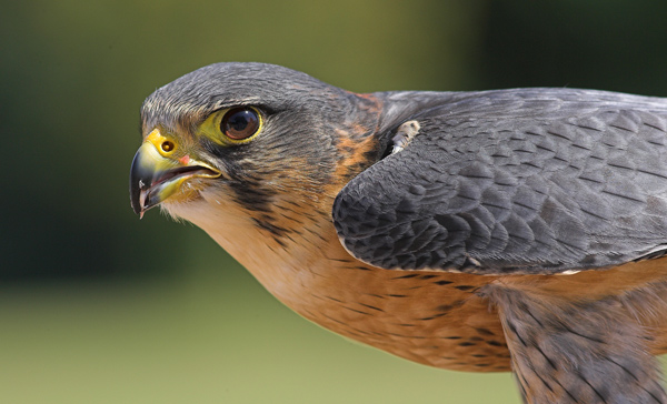 Peregrine - Birds  -  Captive