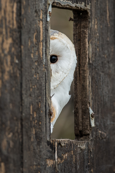 Barn Owl - Birds  -  Captive