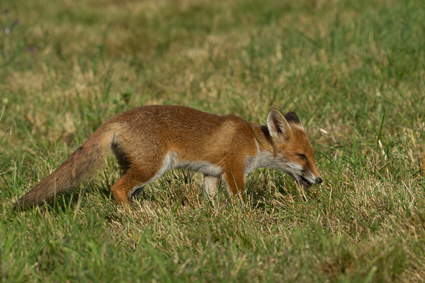 Fox - Nature & Animals