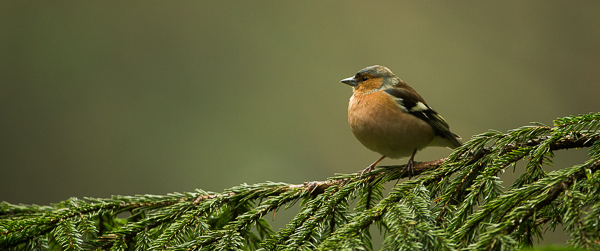 Chaffinch - Birds - Wild