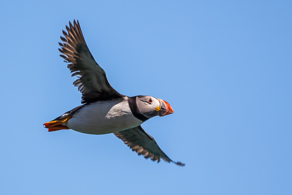 Puffin - Birds - Wild