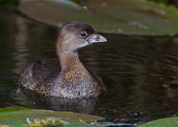 Pied Billed Grebe - Florida 2011