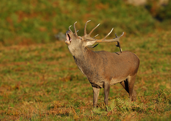 Red Deer - Nature & Animals