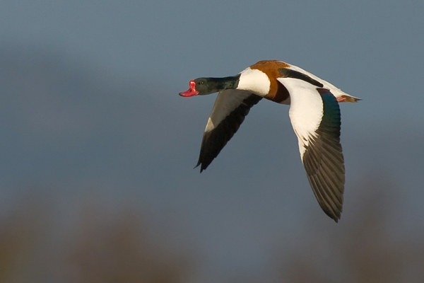 Common  Shelduck - Birds - Wild