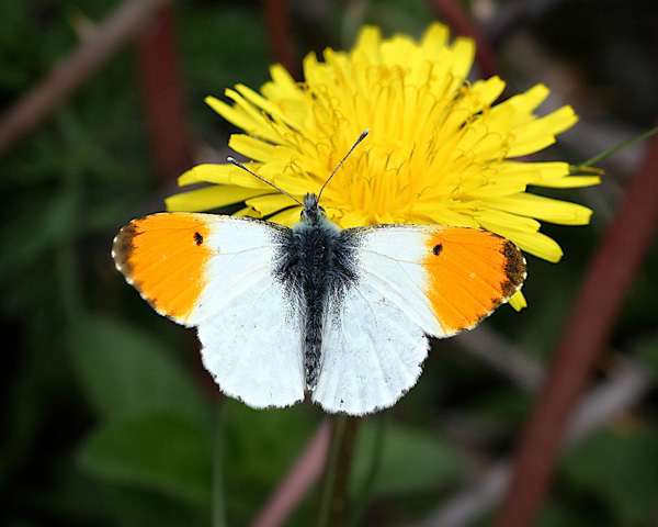 Orange Tip - Close up