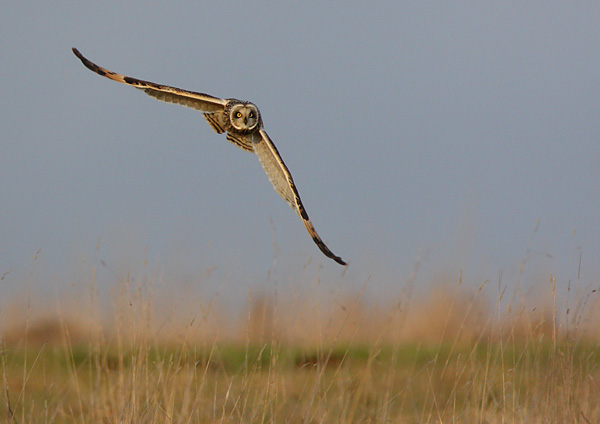 Short Eared Owl - Birds - Wild