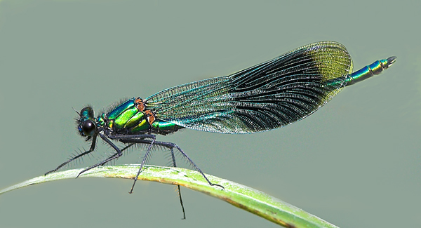 Banded Demoiselle - Close up