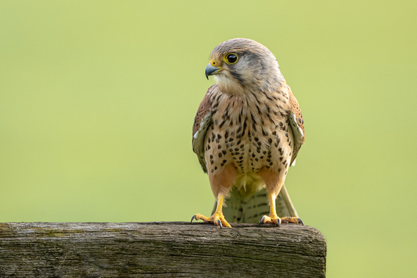 Kestrel - Birds - Wild