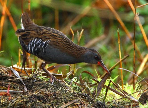 Water Rail - Birds - Wild