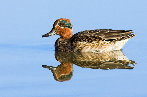 Green Winged Teal - Birds - Wild