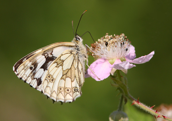 Marbled White - Close up
