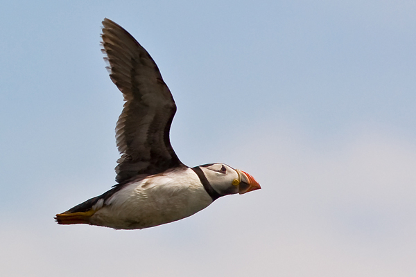 Flying Puffin - Birds - Wild