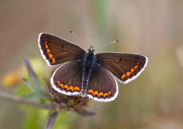 Brown Argus - Close up